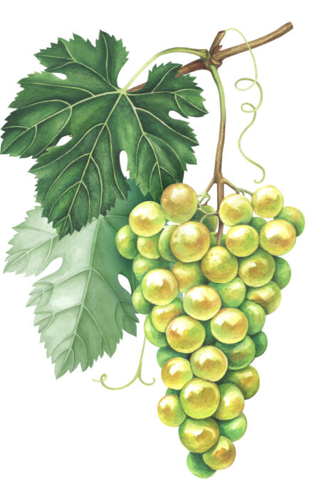 Bunch of green grapes isolated on white background. Hand drawn watercolor illustration. Bunch of green grapes isolated on white background. Hand drawn watercolor illustration.