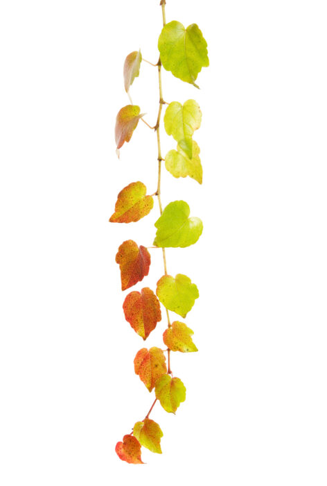 Colorful wine tendril isolated on white background. Autumn, decoration and agriculture concept. Colorful wine tendril isolated on white background. Autumn, decoration and agriculture concept.